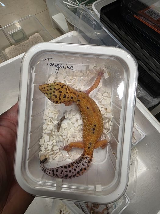 Gekon lamparci tangerine w Gruby Kocur sklep zoologiczny Galeria Trend