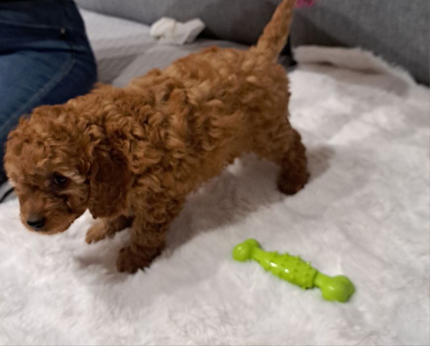 Cavapoo samiec f1b