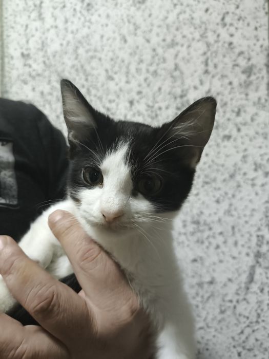 Кошенята шукають родину