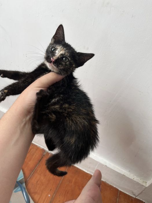 Adoçao gatinha 2 meses