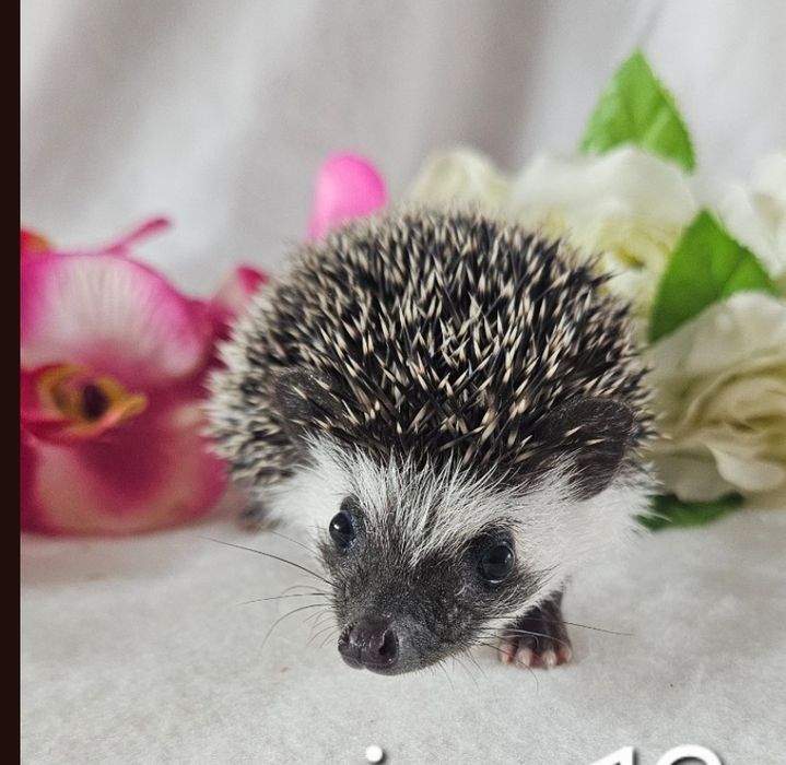 Jeż pigmejski z dobrej chodowli