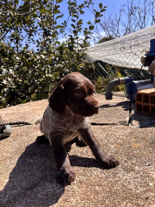 Cadela bebé para adocão (braco alemão/pointer)