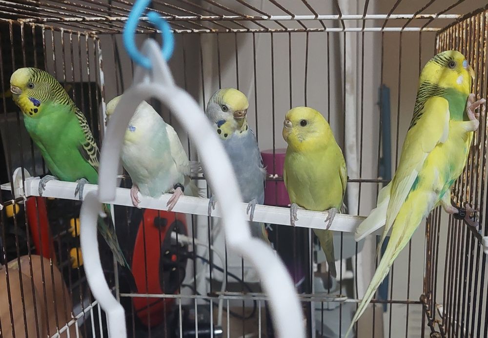 Periquitos Australianos