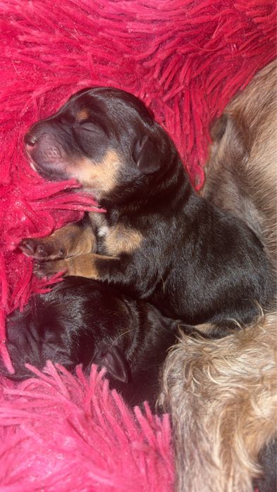 Oddam pieski w dobre rece !!!