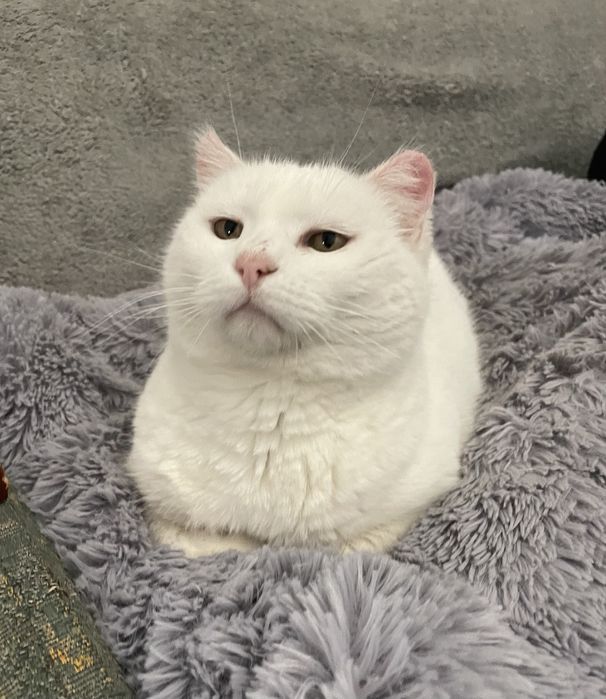 Кошечка в добрые руки