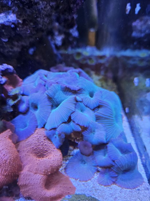 Pack de 5 corais faceis