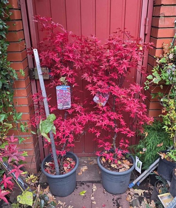 Яскраві японські клени для вашого саду