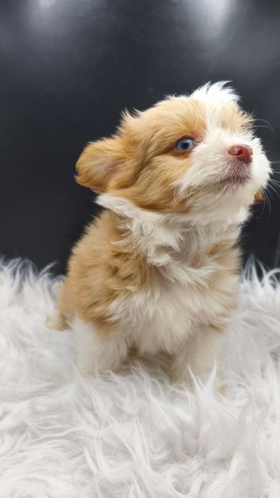 Эксклюзив Йорк/чихуахуа голубые глаза