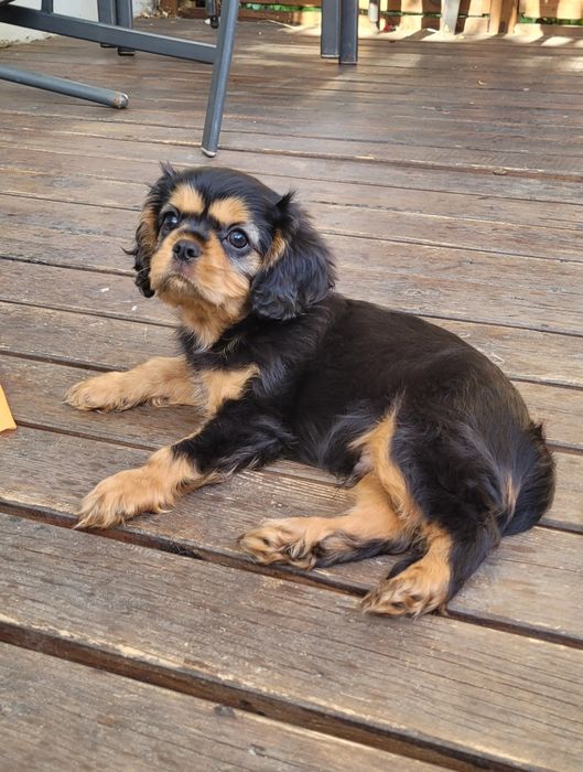 Cavalier King Charles Spaniel piesek