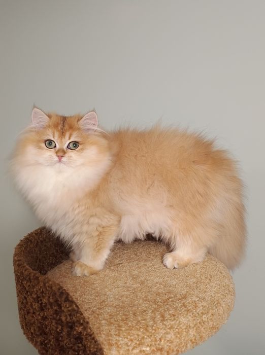 Британська золота шиншила довгошерста дівчинка