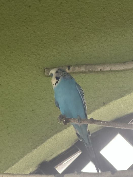 Papuga falista oddam