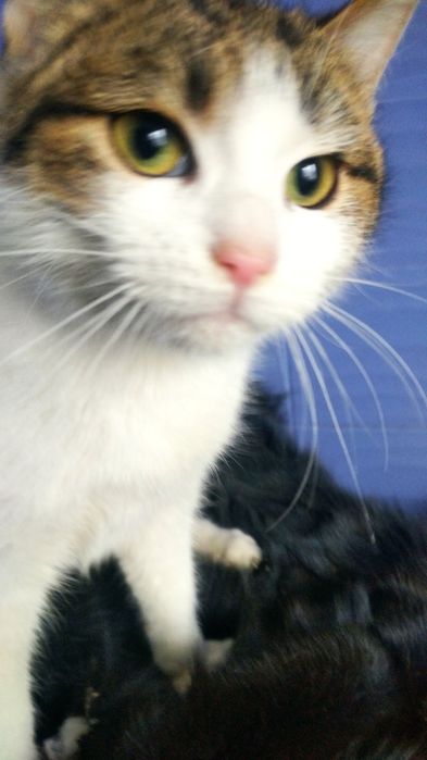 Кошеня, дівчинка, 8 місяців в пошуках господаря і дому