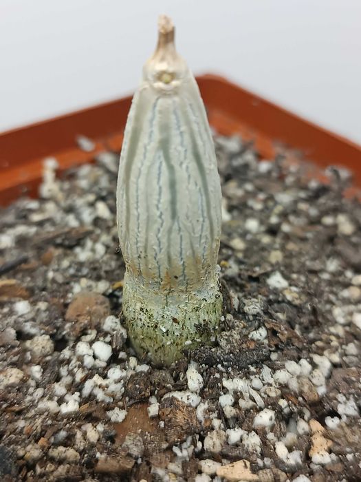 Gonolobus cyclophyllus