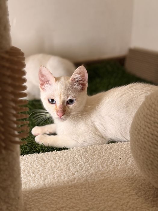 Gatinhos para Adoção muito responsável