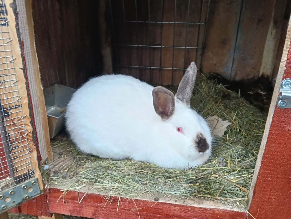 Samica kalifornijska