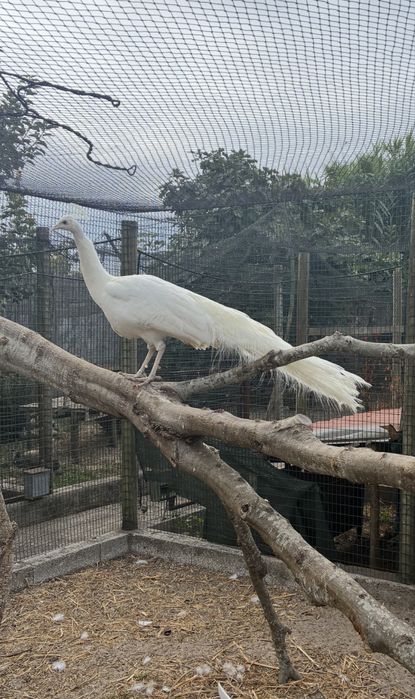 Pavão branco macho 2024