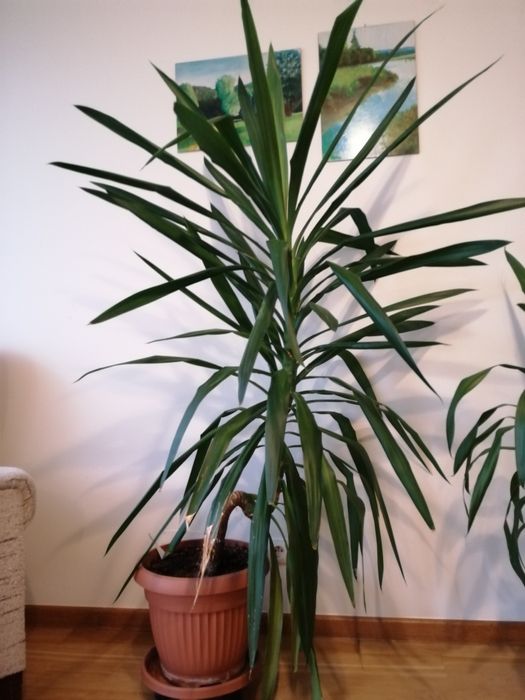 Juka Julka yucca domową wys. 160cm okolice Krakowa