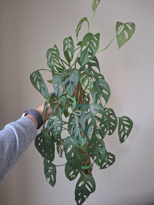 Nadwyżki monstera adansonii monkey mask 60 cm cała
