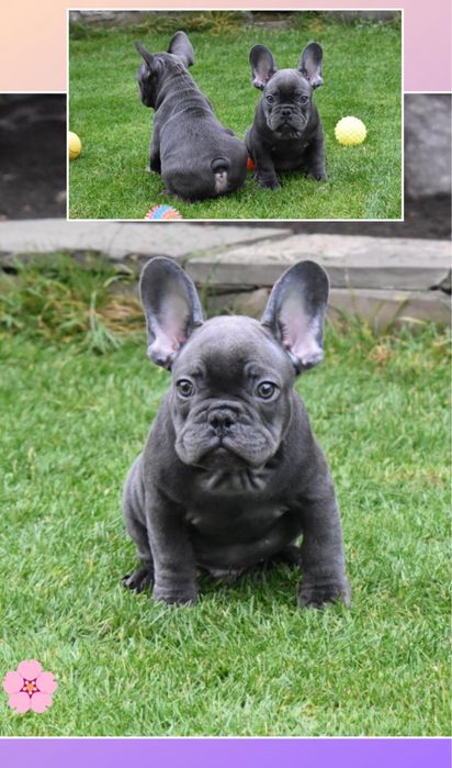 Лапулик красотулик голубой парень лучше всех