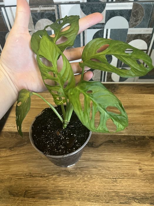 Монстера Адансона