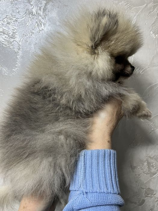 Хлопчик шпіц )))