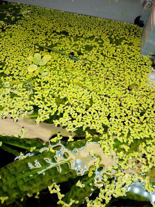 rzęsa wodna pływająca