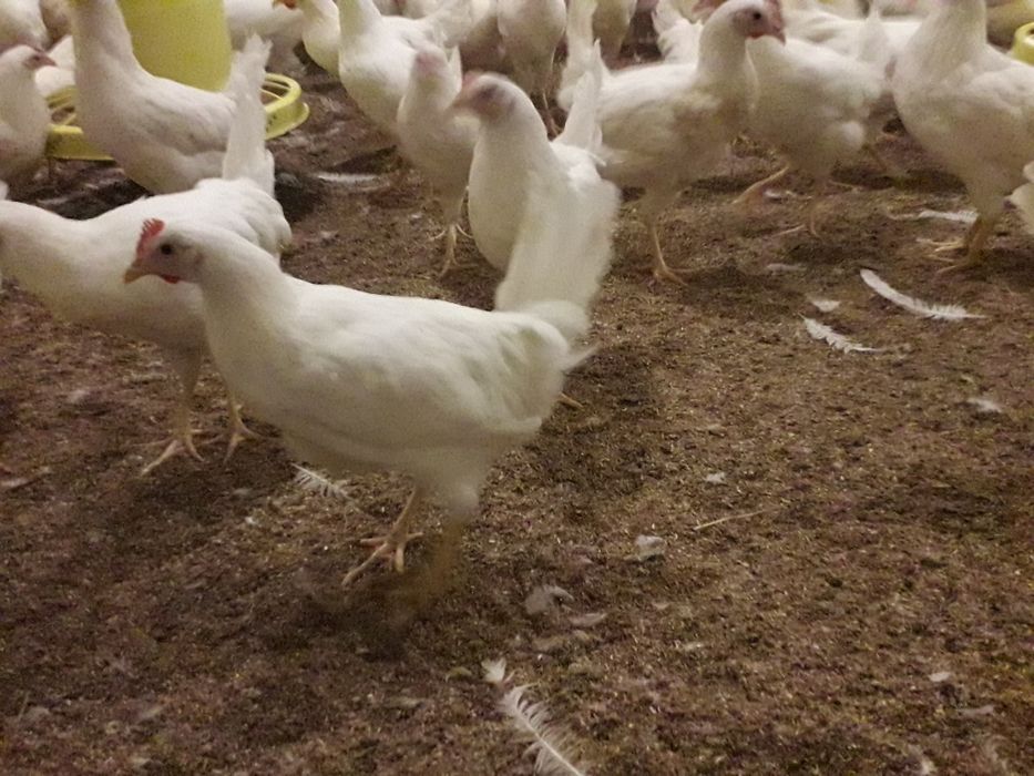 Leghorn kurki młode nioski kokoszki zielononóżki  rossa