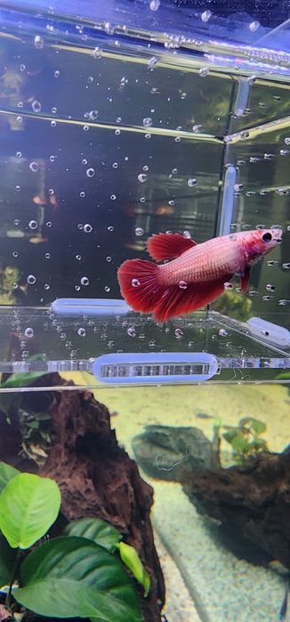 Bettas Fêmeas ...