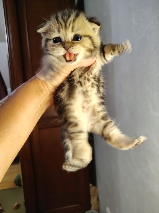 Шотландські кошенята