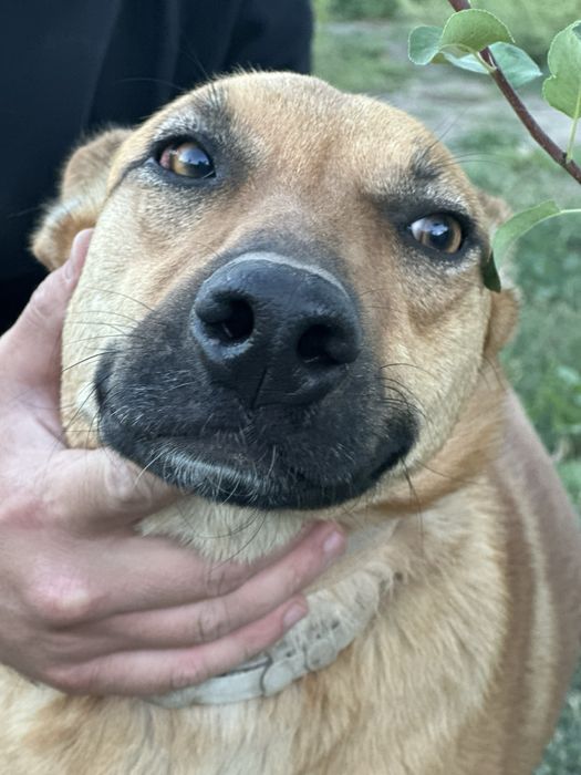 Собака девочка бесплатно