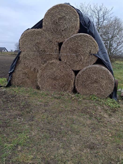Sprzedam słomę okrągłe bele .