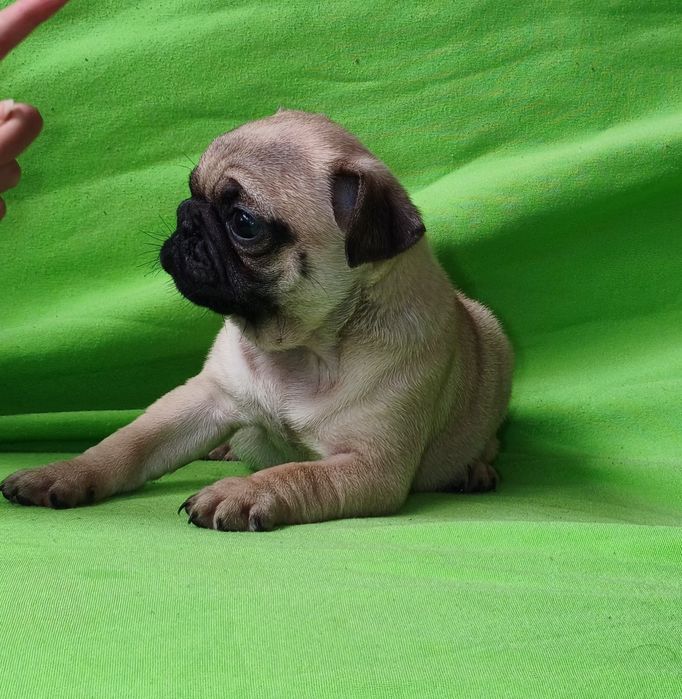 Para venda Pug carlin fêmea