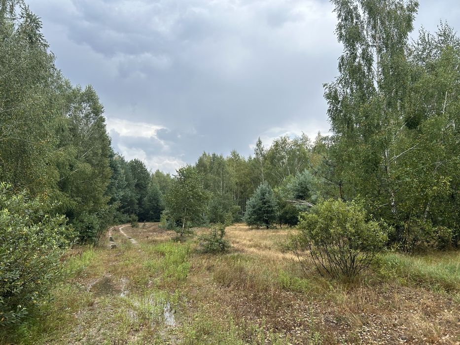 Земельна ділянка під садівництво. Здвижівка. 12 соток.