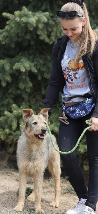 Do adopcji samiec 15kg bardzo przyjazny kontaktowy