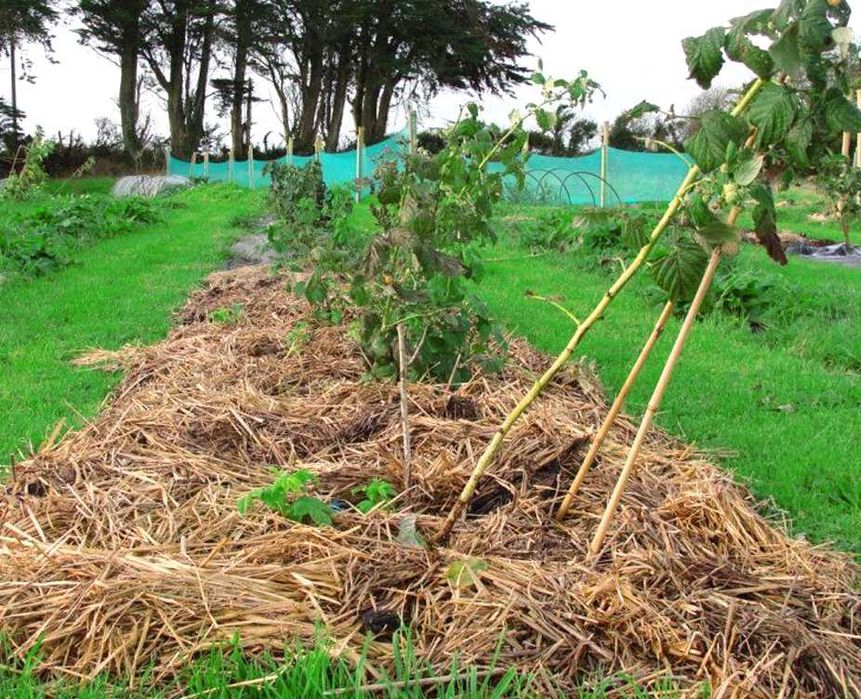 Ремонтантна малина з високою врожайністю та великими ягодами купити
