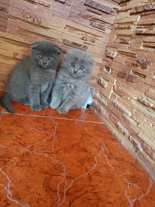 Продам британських 3 дівчинки