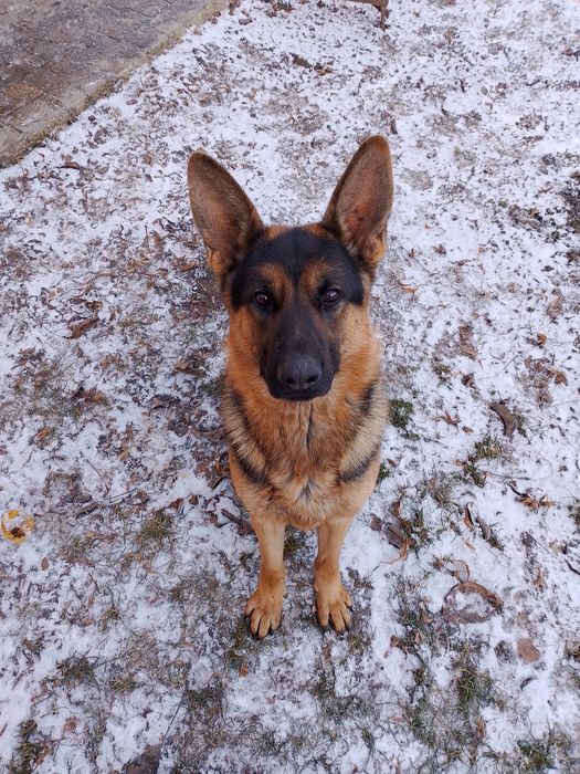 В'язка чисто кровний вівчар