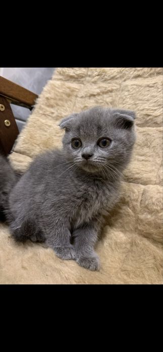 Кошенята весловухі