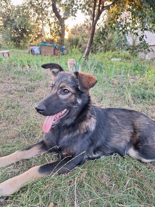 Віддаємо красуню собачку