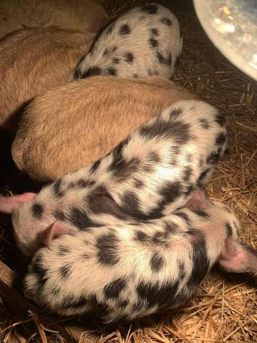 Продам поросята.