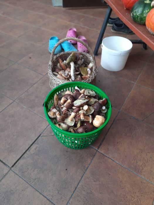 Grzyby suszone od grzyboznawcy