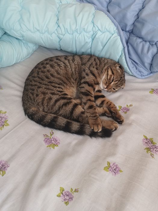 Шикарный кот приглашает на вязку