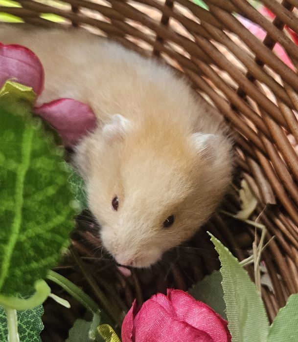 Chomiki syryjskie długowłose