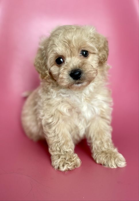 Maltipoo f1•sunia