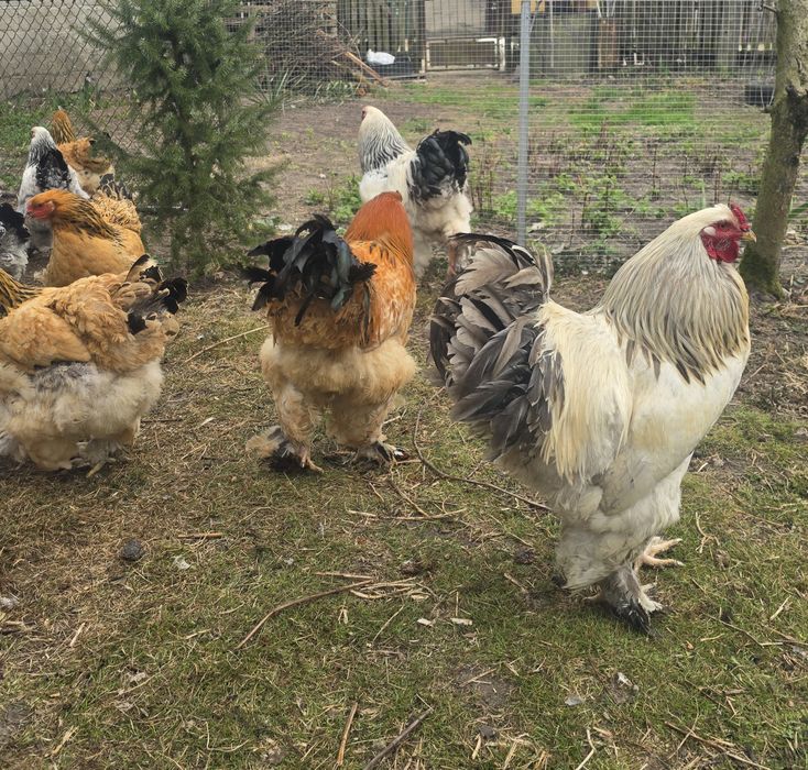 Brahma Olbrzymia jaja lęgowe