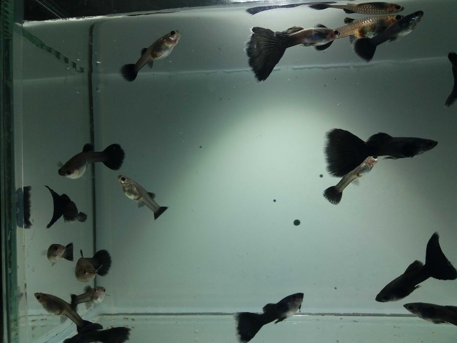 gupik moskiewski czarny