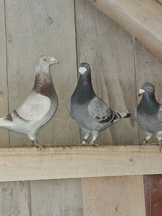 Gołębie staropolskie