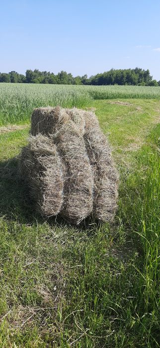 Siano w kostkach (dla królików,gryzoni,koni)