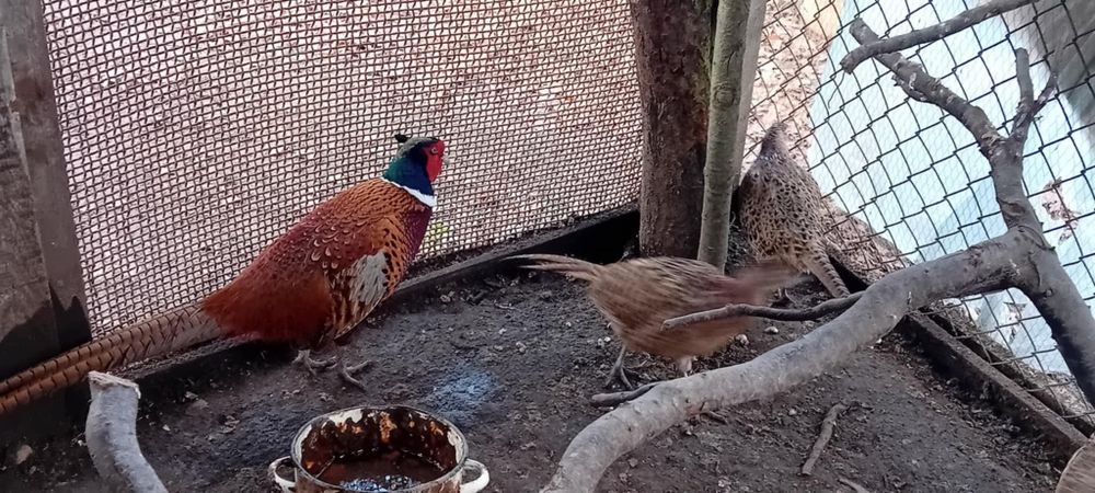 Bażant  oraz samice