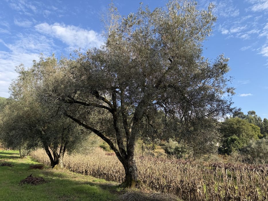 Oliveiras Centenárias